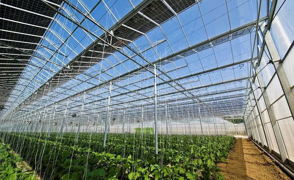 A perspectiva de estufas fotovoltaicas + agrícolas é imensurável!
